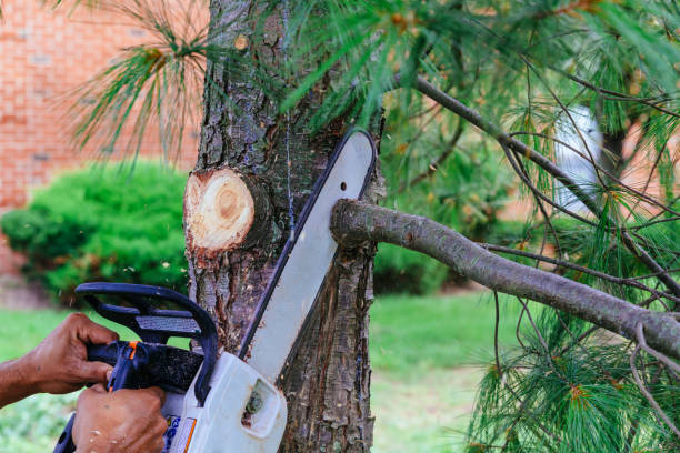 Trusted Stephens City, VA Tree Removal and Landscaping Services Experts